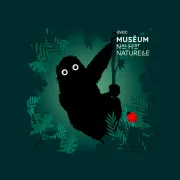Bestioles : L'orang-outan