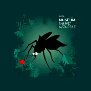 Bestioles - le moustique 1800x1200
