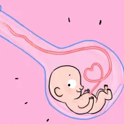 Notre dossier de la semaine est consacré à la Fécondation In Vitro à l’occasion de la naissance il y a 40 ans du premier bébé-éprouvette en France.