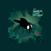 La mouche