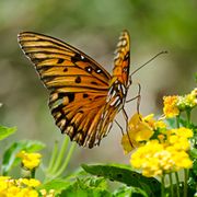 petits-bateaux-jardin-papillon