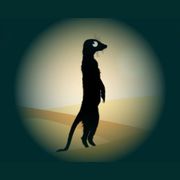 Bestioles-suricate