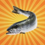 betes-de-science-saumon