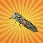 betes-de-science-cigale