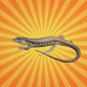 betes-de-science-lezard