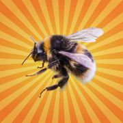 betes-de-science-bourdon