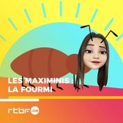 maximinis-fourmi