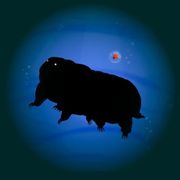 bestioles-tadirgrade