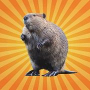 betes-science-castor