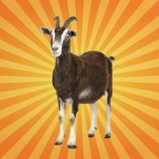 betes-science-chevre