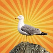 betes-science-goeland