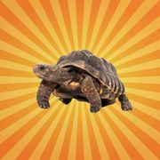 betes-de-science-tortue