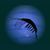 bestioles-krill