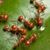 petits-bateaux-jardin-especes-fourmis