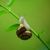 petits-bateaux-jardin-escargot
