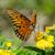 petits-bateaux-jardin-papillon