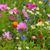 petits-bateaux-jardin-plantes-fleurs
